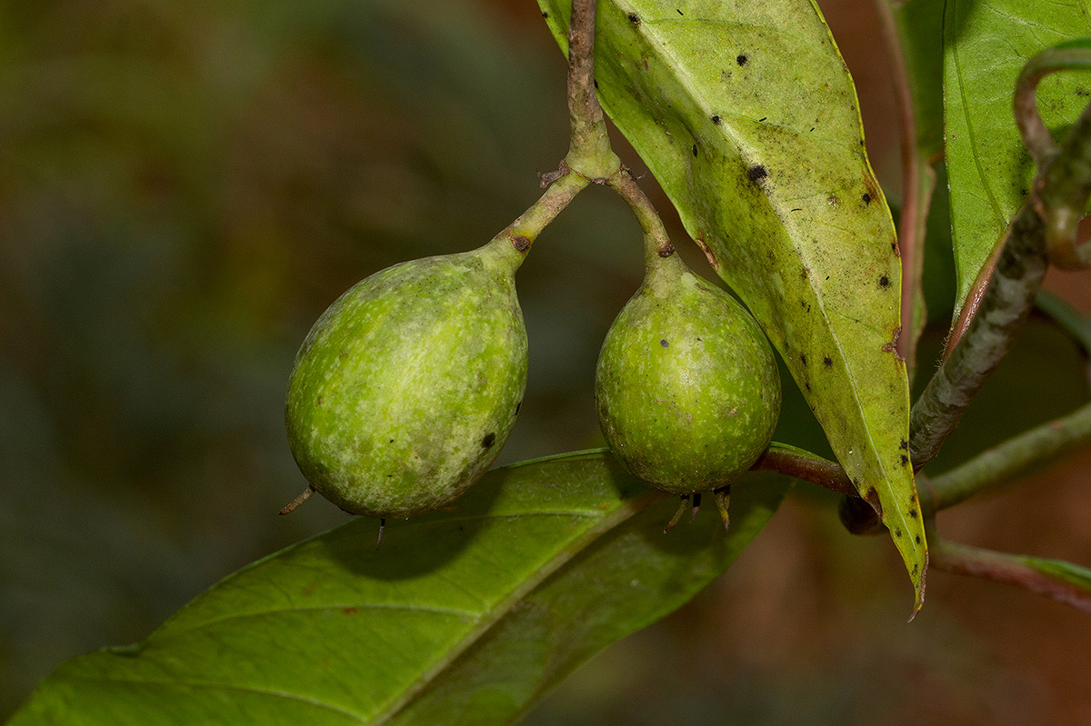 Mussaenda arcuata Mussaenda arcuata