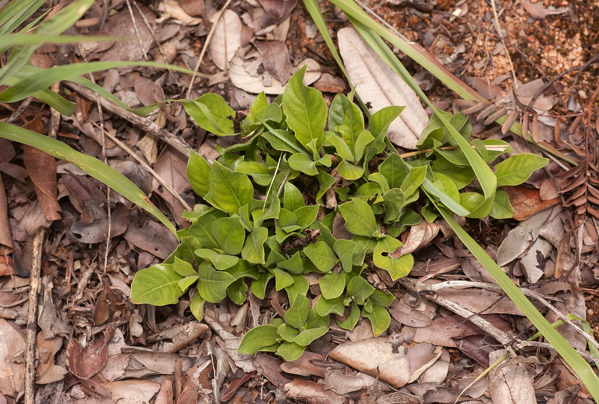 Leptactina benguelensis Leptactina benguelensis