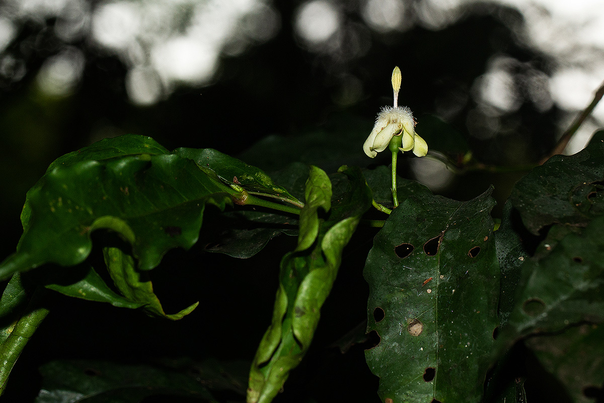 Aidia micrantha var. msonju Aidia micrantha var. msonju