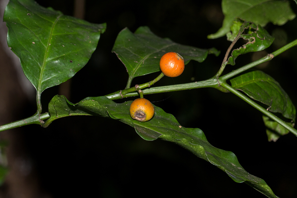 Aidia micrantha var. msonju Aidia micrantha var. msonju