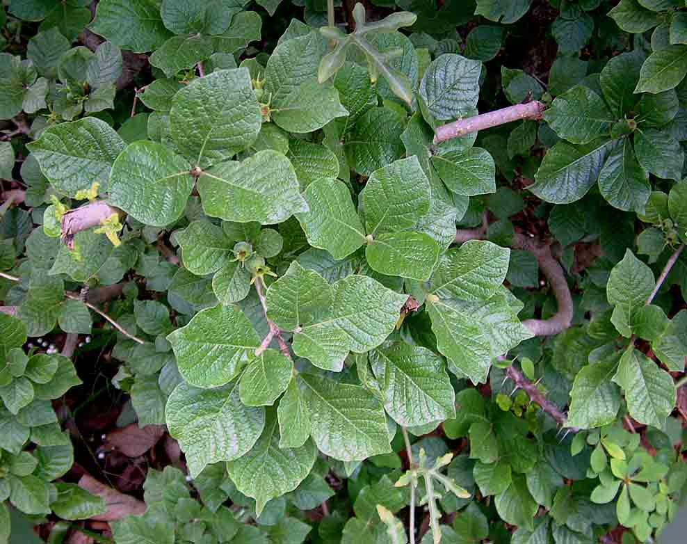 Gardenia resiniflua subsp. resiniflua Gardenia resiniflua subsp. resiniflua