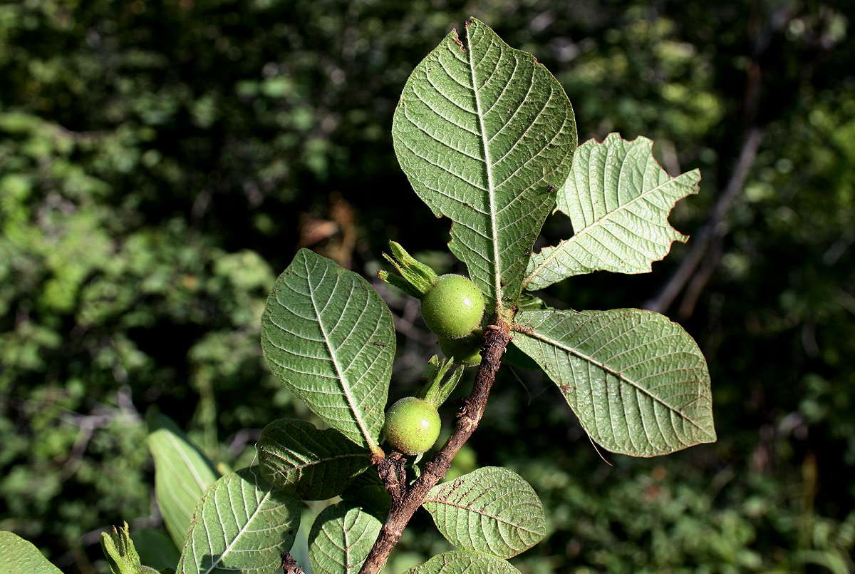 Gardenia resiniflua subsp. resiniflua Gardenia resiniflua subsp. resiniflua