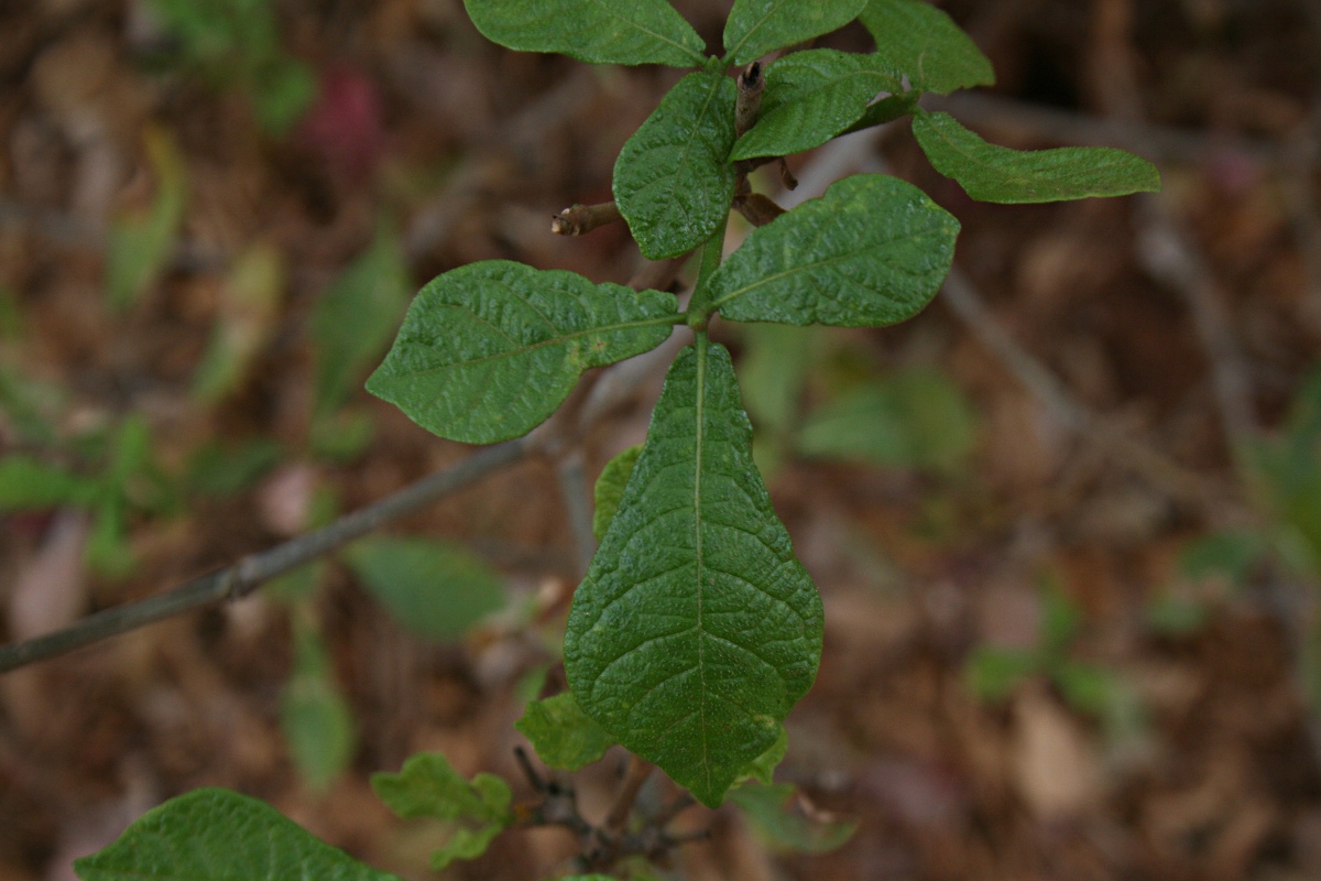 Gardenia resiniflua subsp. resiniflua Gardenia resiniflua subsp. resiniflua