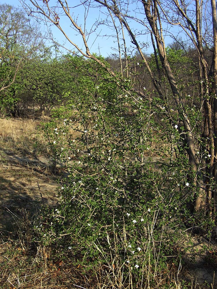 Gardenia resiniflua subsp. resiniflua Gardenia resiniflua subsp. resiniflua