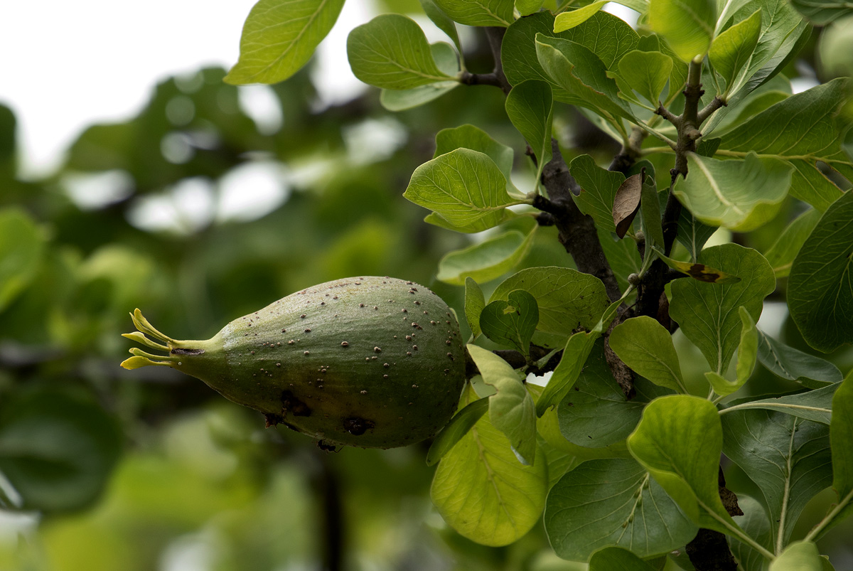 Gardenia volkensii subsp. spatulifolia Gardenia volkensii subsp. spatulifolia