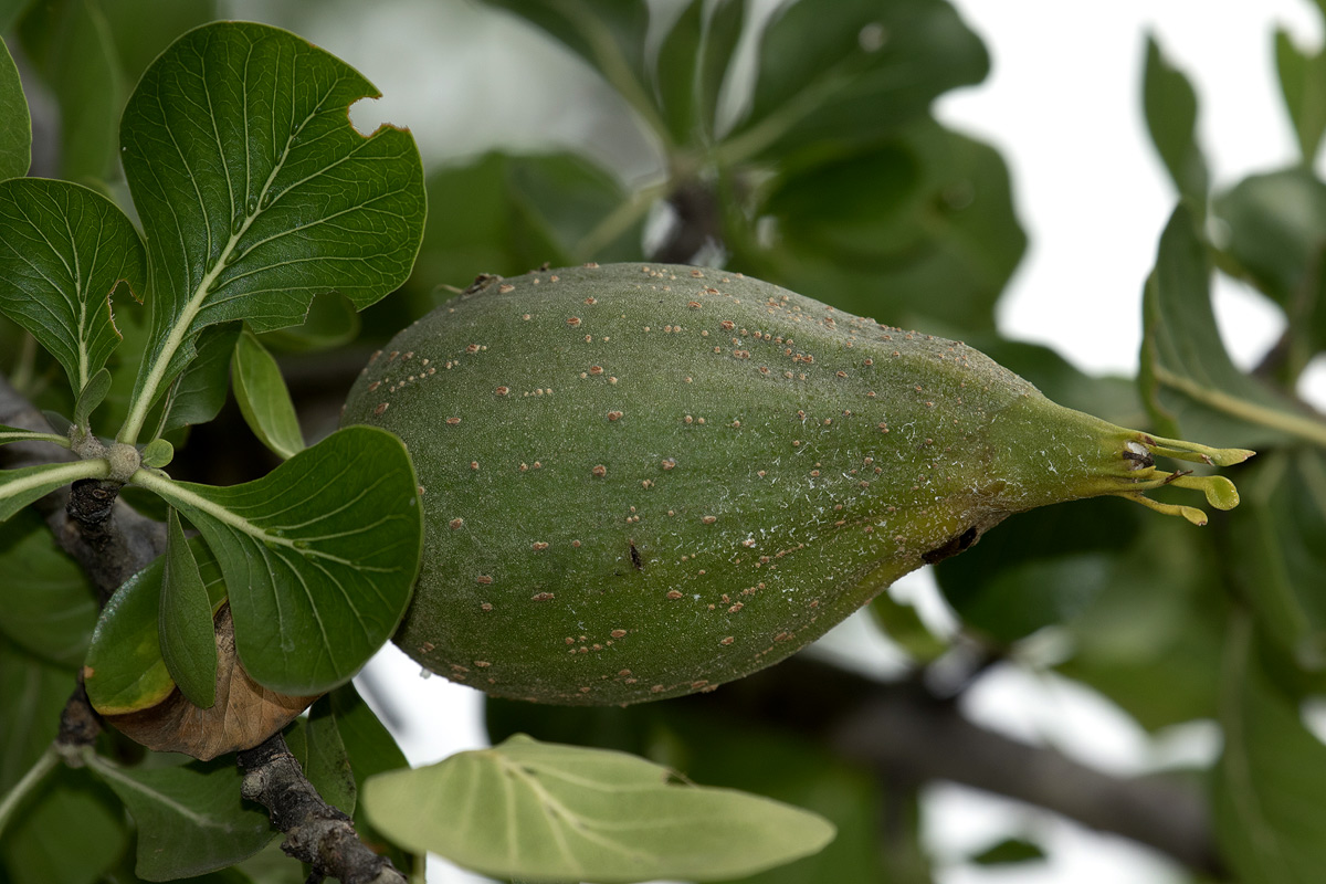 Gardenia volkensii subsp. spatulifolia Gardenia volkensii subsp. spatulifolia