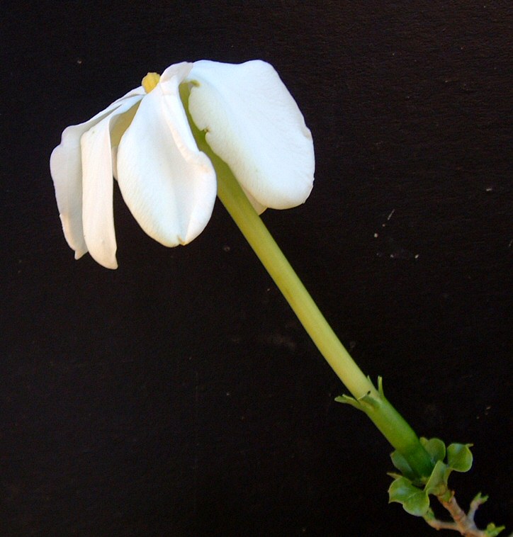 Gardenia volkensii subsp. spatulifolia Gardenia volkensii subsp. spatulifolia
