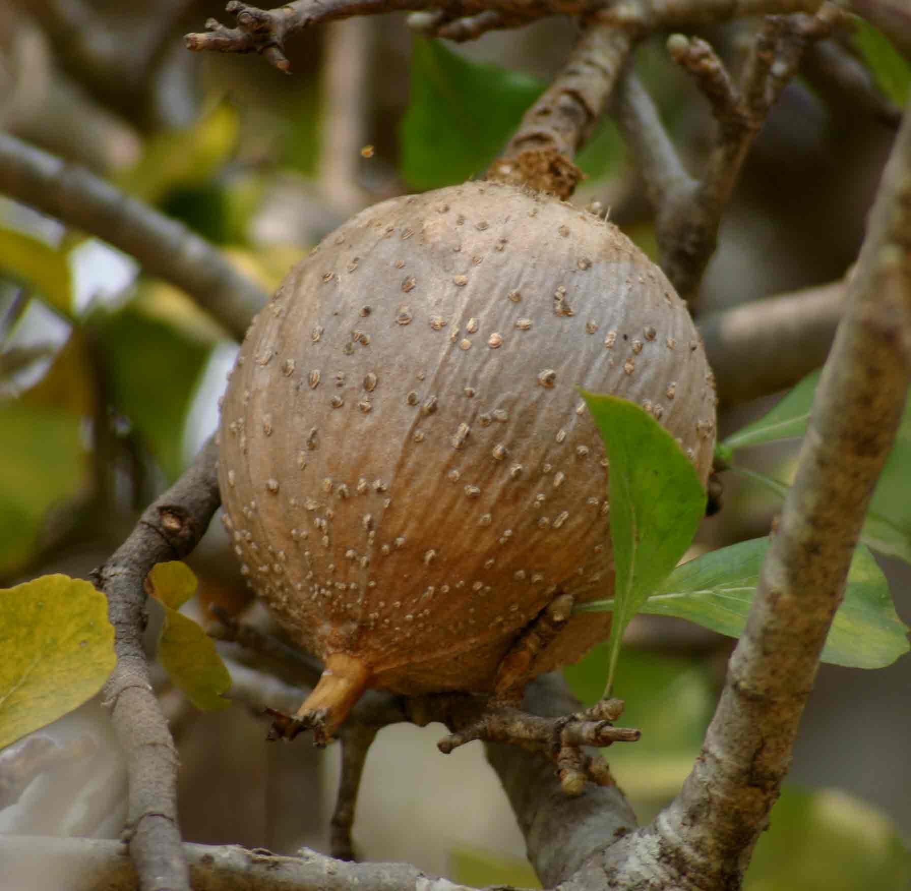 Gardenia volkensii subsp. spatulifolia Gardenia volkensii subsp. spatulifolia