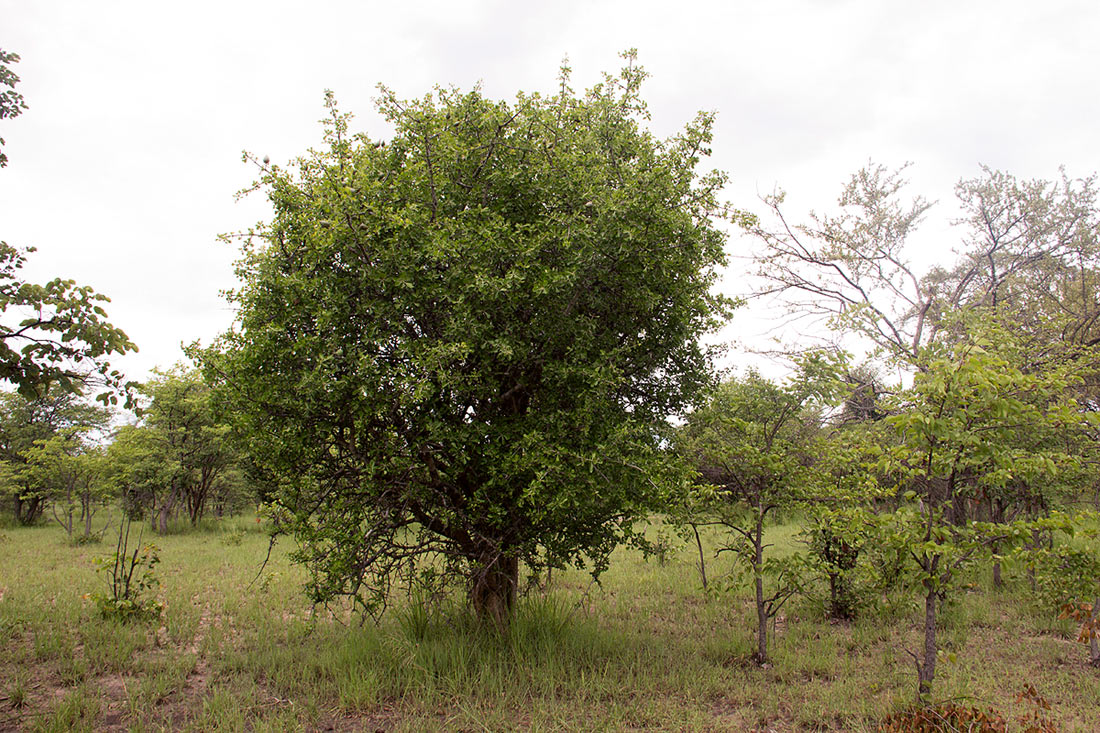Gardenia volkensii subsp. spatulifolia Gardenia volkensii subsp. spatulifolia