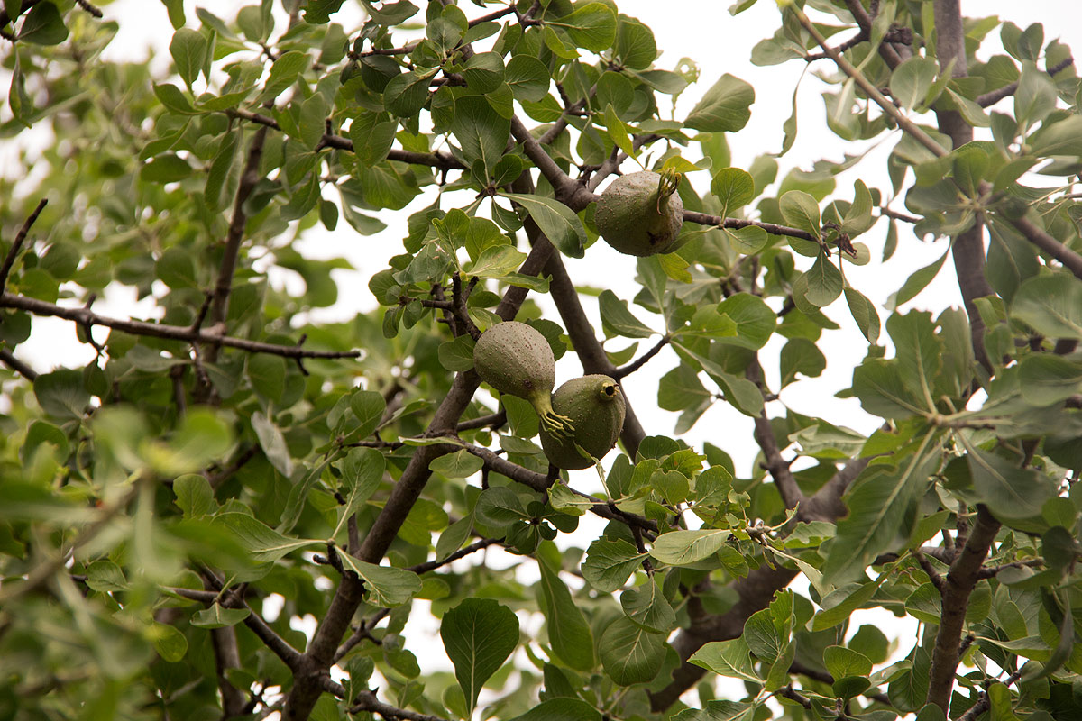 Gardenia volkensii subsp. spatulifolia Gardenia volkensii subsp. spatulifolia
