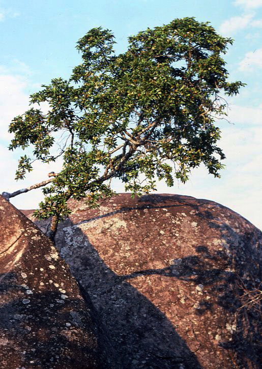 Rothmannia fischeri subsp. fischeri Rothmannia fischeri subsp. fischeri