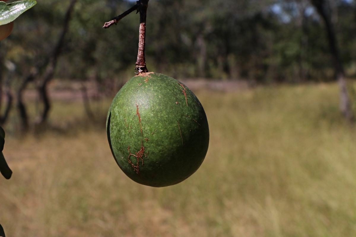 Rothmannia fischeri subsp. fischeri Rothmannia fischeri subsp. fischeri