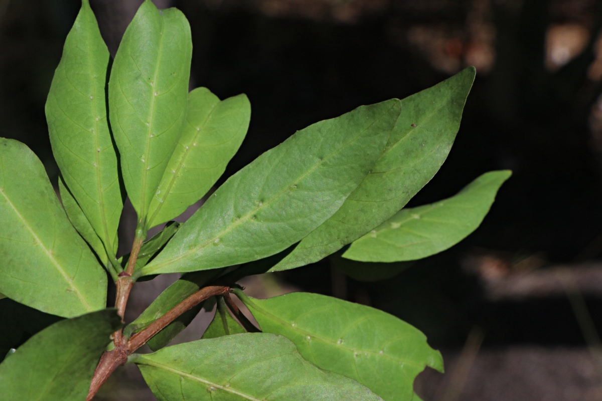 Rothmannia fischeri subsp. fischeri Rothmannia fischeri subsp. fischeri