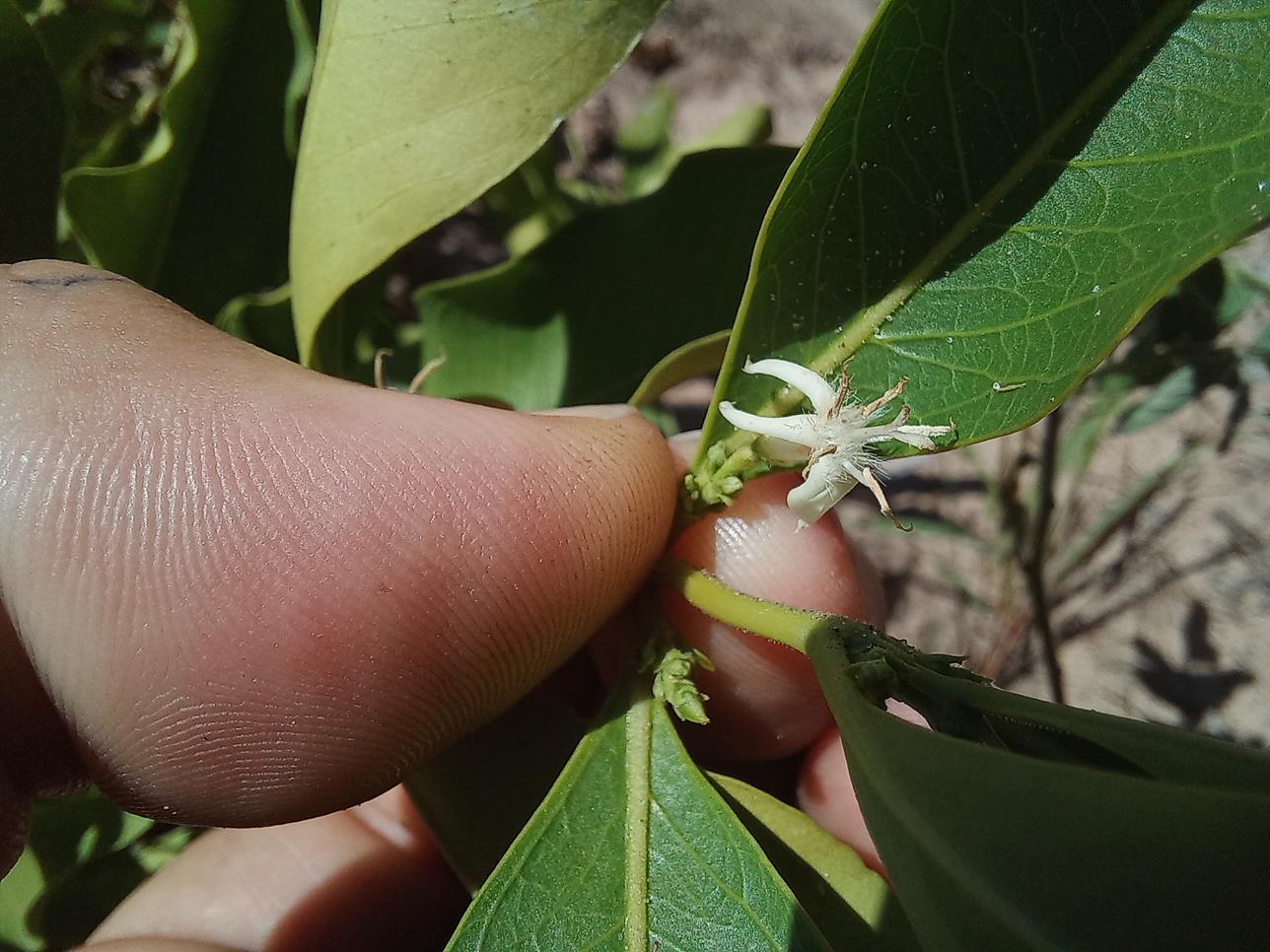 Empogona cacondensis Empogona cacondensis
