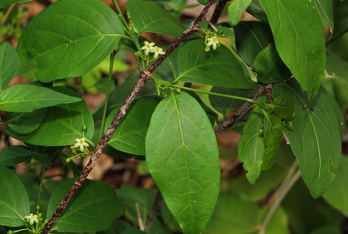 Rytigynia umbellulata Rytigynia umbellulata
