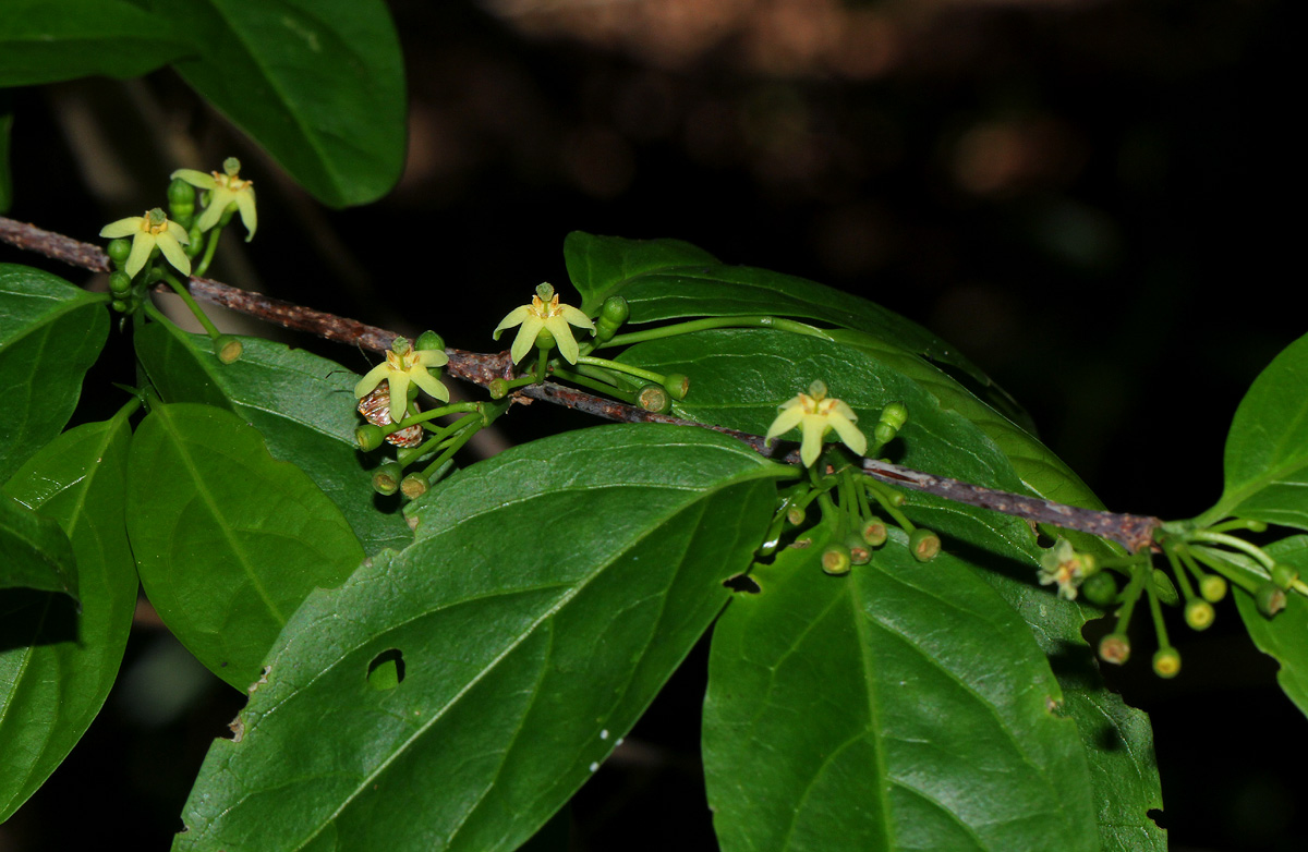 Rytigynia umbellulata Rytigynia umbellulata
