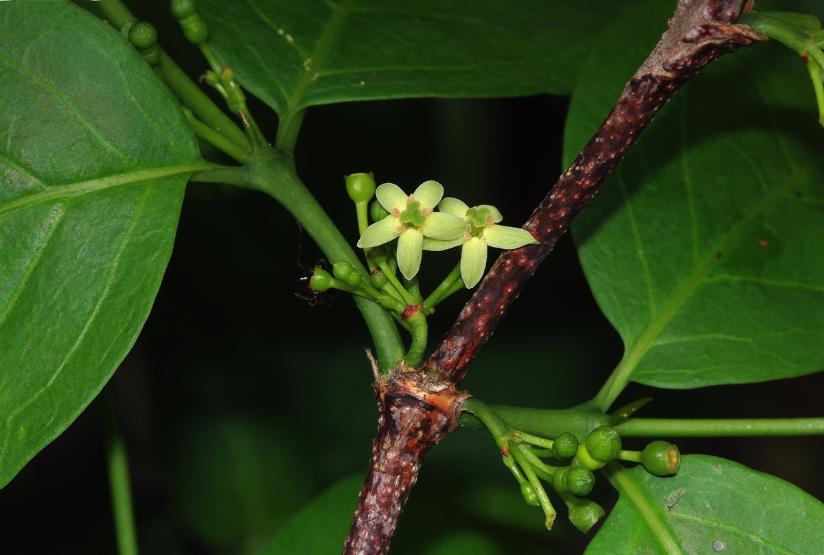 Rytigynia umbellulata Rytigynia umbellulata