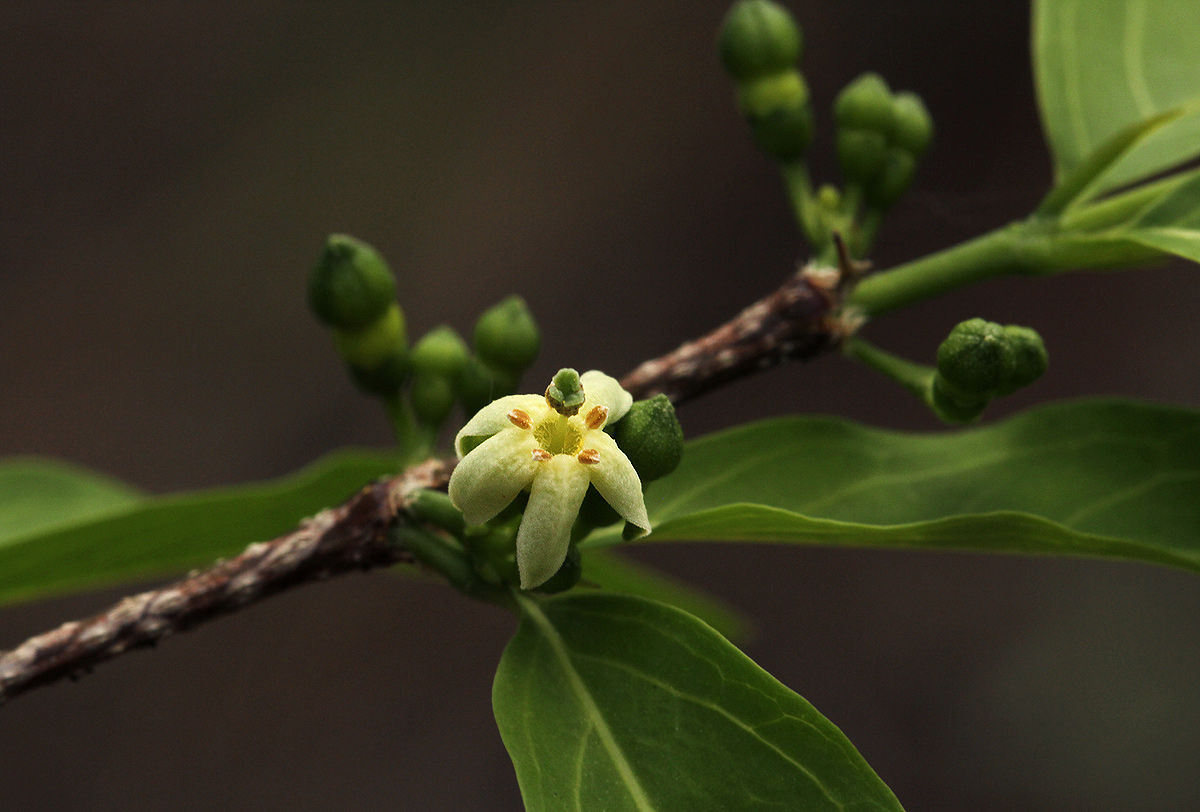 Rytigynia umbellulata Rytigynia umbellulata