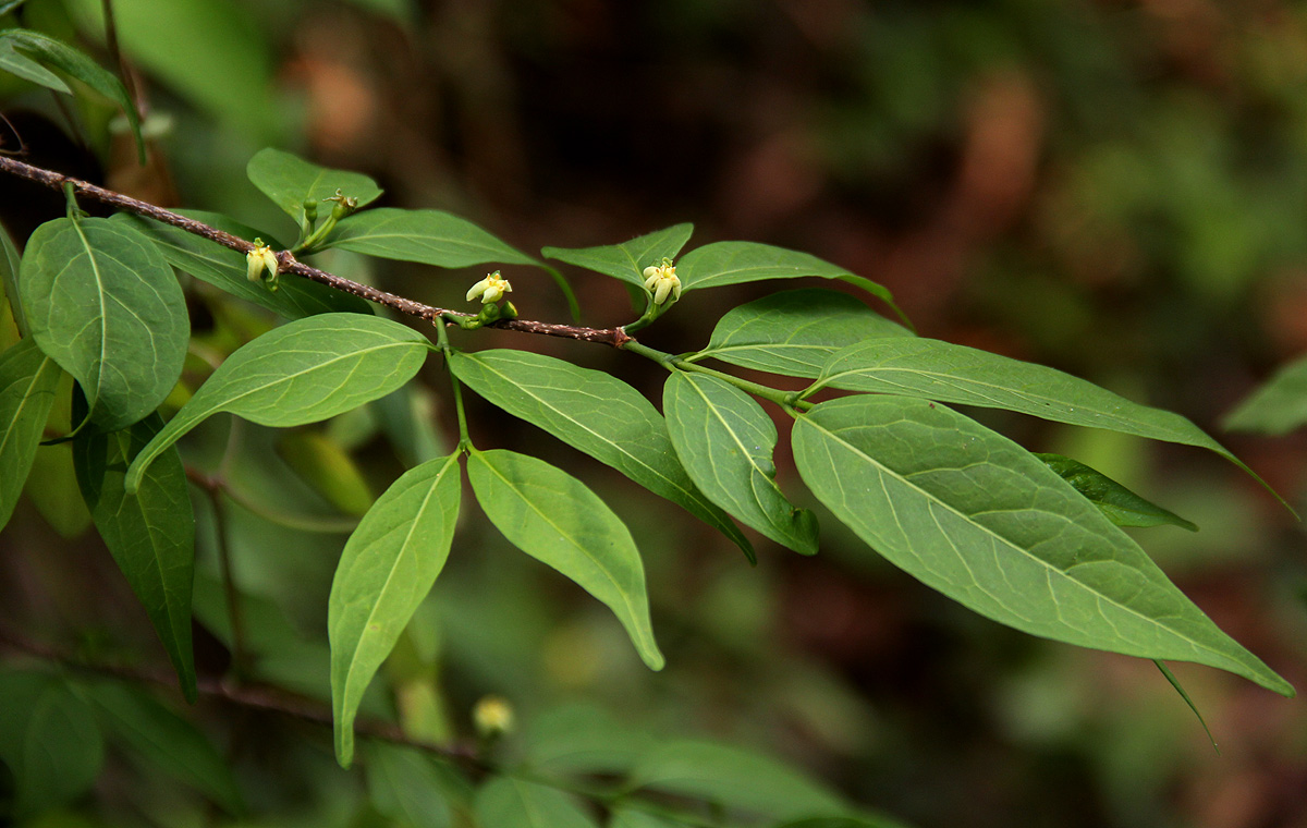 Rytigynia umbellulata Rytigynia umbellulata