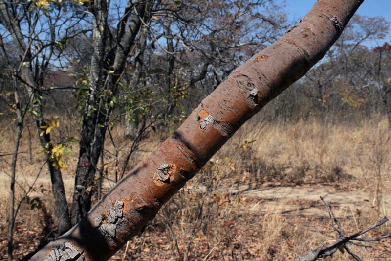 Vangueriopsis lanciflora Vangueriopsis lanciflora