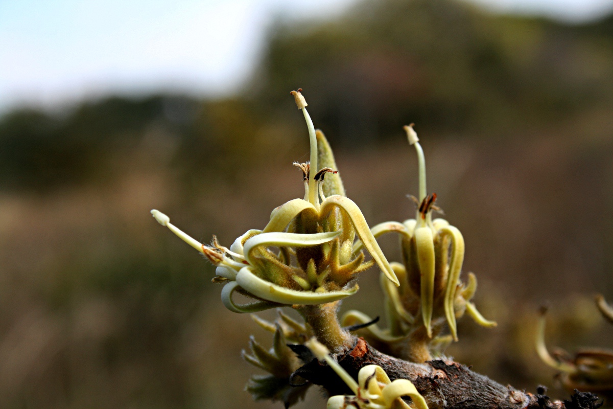 Vangueriopsis lanciflora Vangueriopsis lanciflora