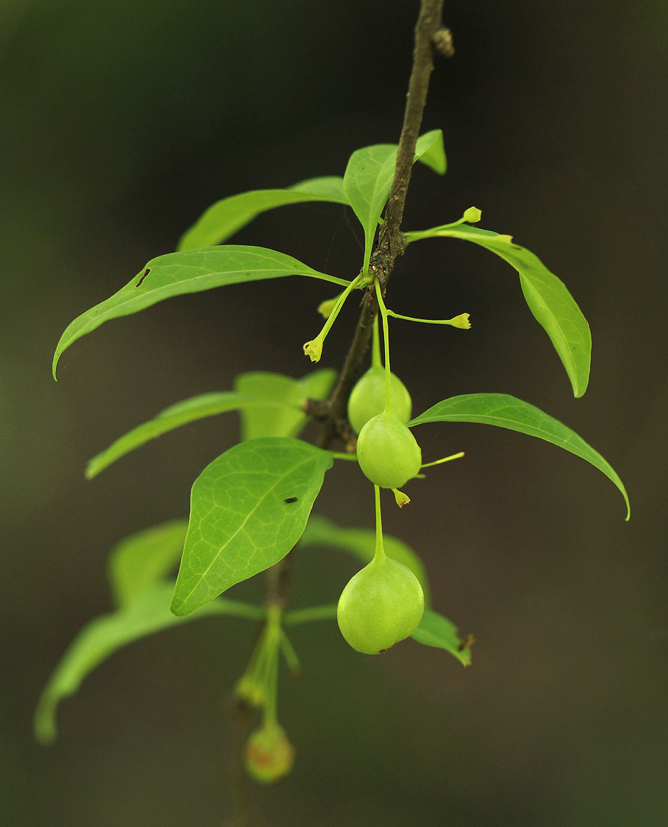 Canthium glaucum subsp. frangula var. frangula Canthium glaucum subsp. frangula var. frangula
