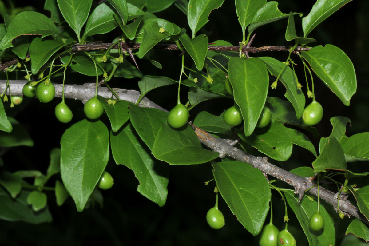 Canthium glaucum subsp. frangula var. frangula Canthium glaucum subsp. frangula var. frangula