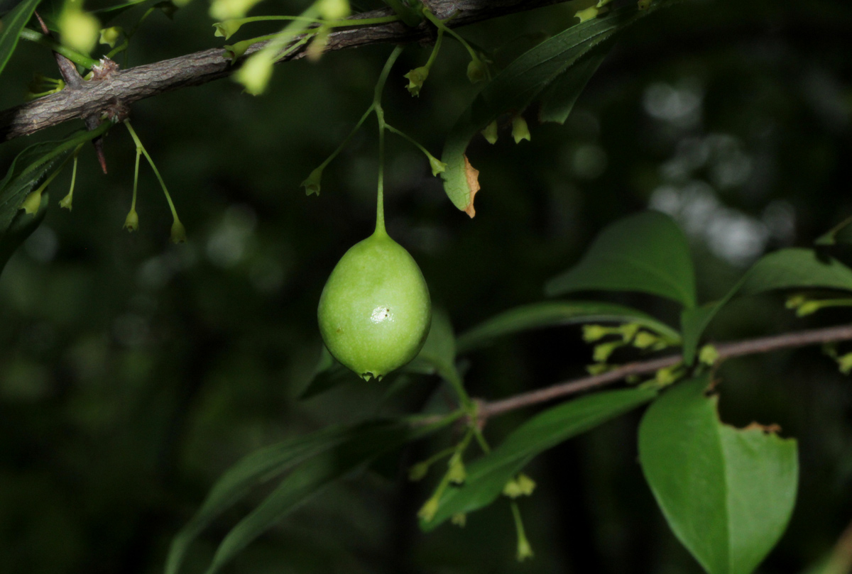 Canthium glaucum subsp. frangula var. frangula Canthium glaucum subsp. frangula var. frangula