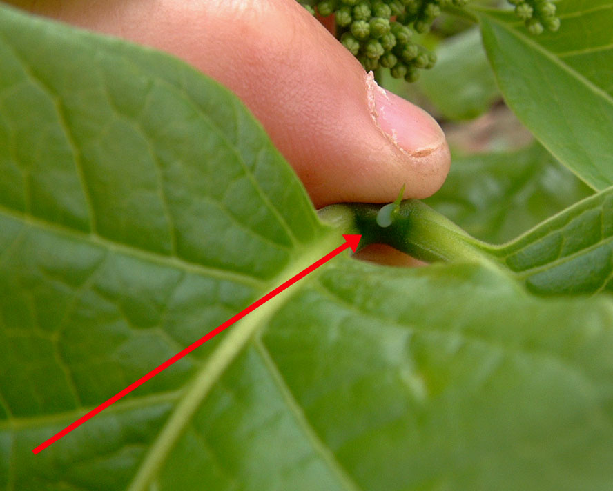 Afrocanthium lactescens Afrocanthium lactescens