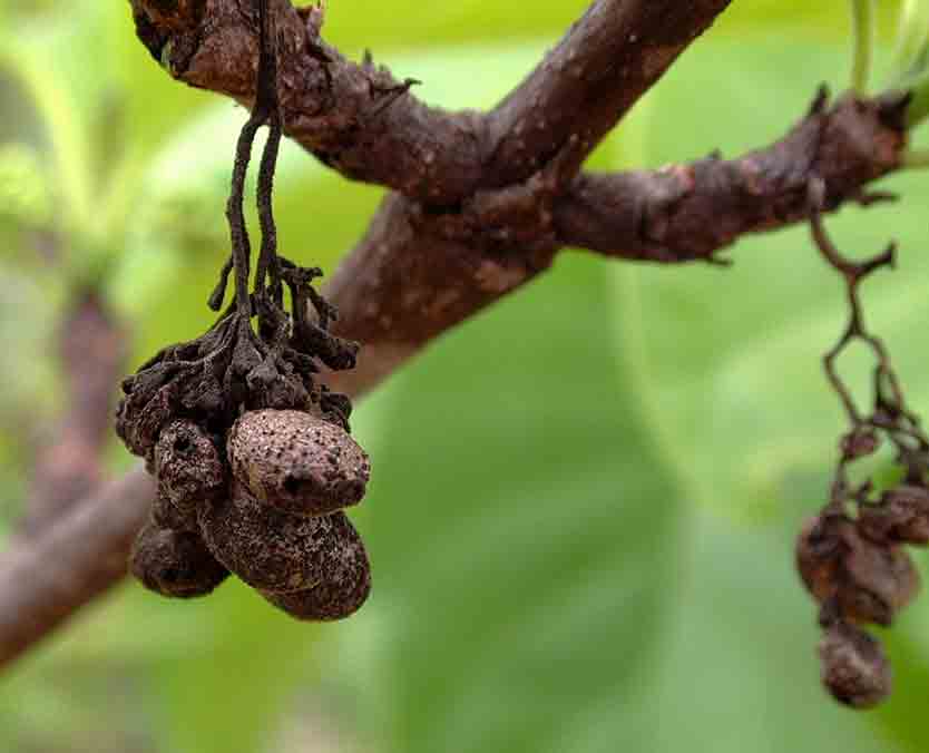 Afrocanthium lactescens Afrocanthium lactescens