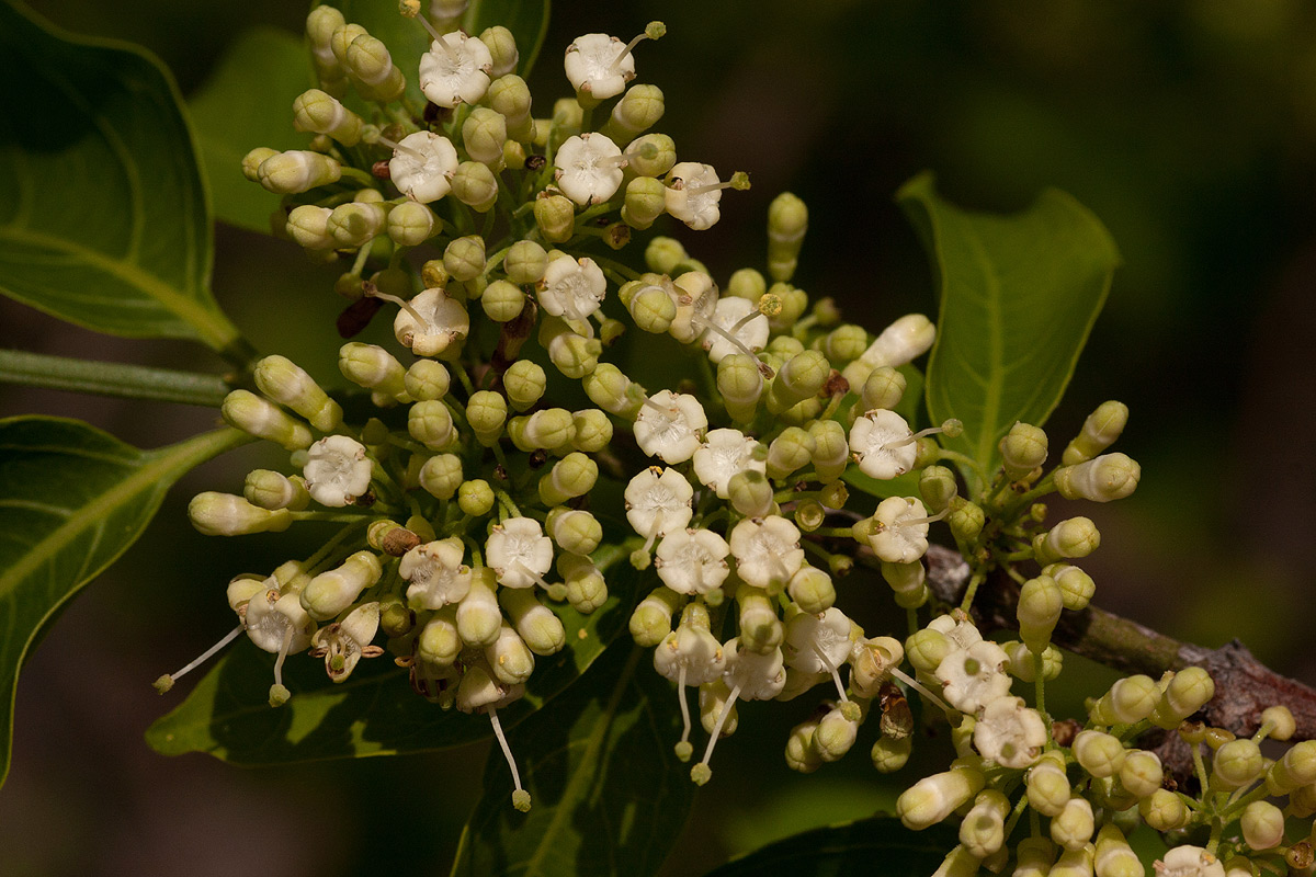 Psydrax livida Psydrax livida