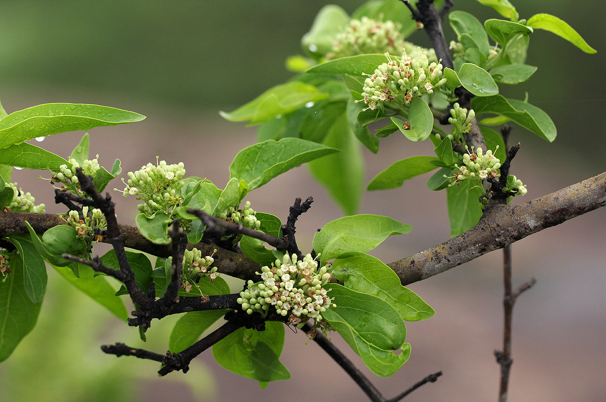 Psydrax livida Psydrax livida