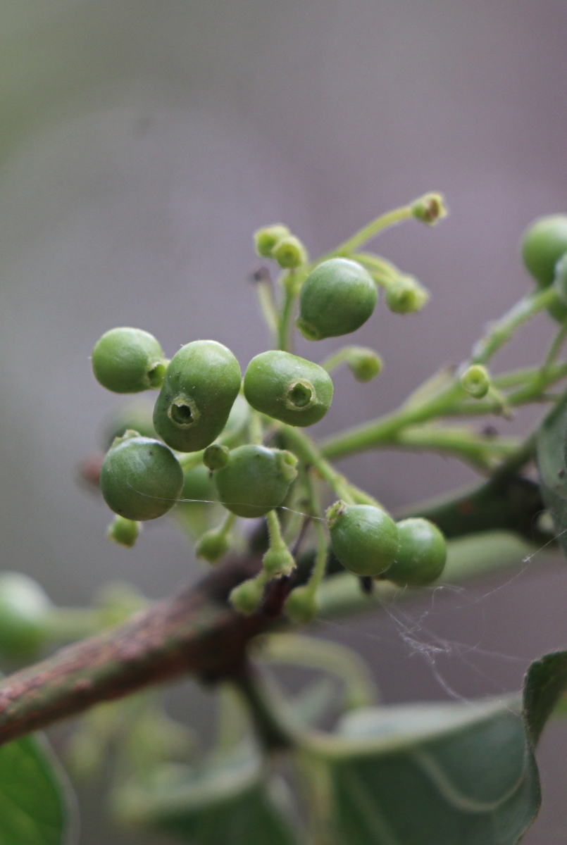 Psydrax livida Psydrax livida