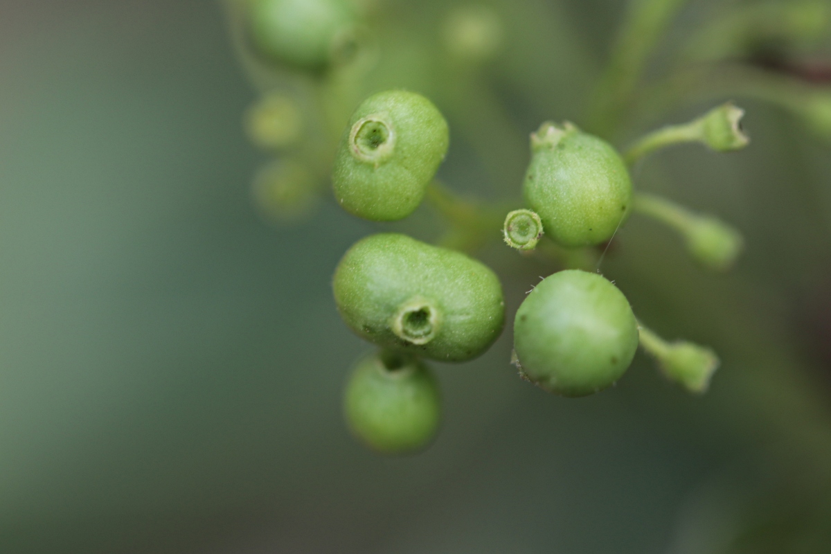 Psydrax livida Psydrax livida