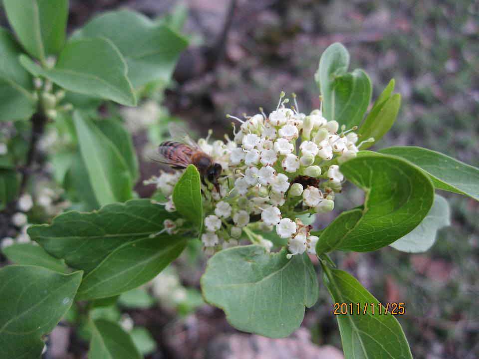 Psydrax livida Psydrax livida