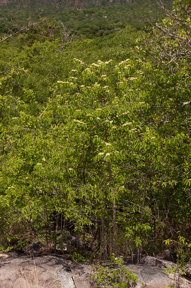 Psydrax livida Psydrax livida