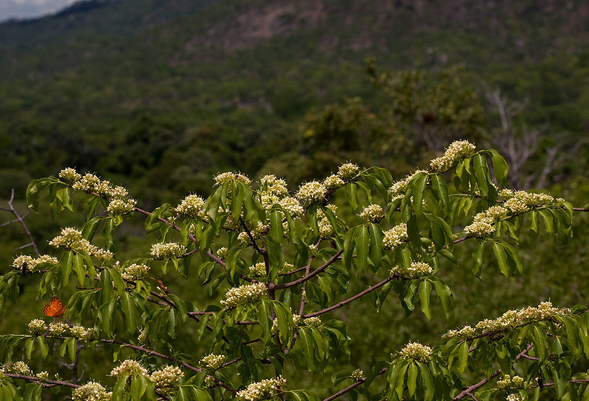 Psydrax livida Psydrax livida