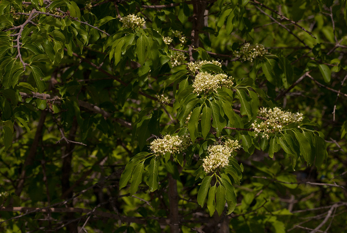 Psydrax livida Psydrax livida