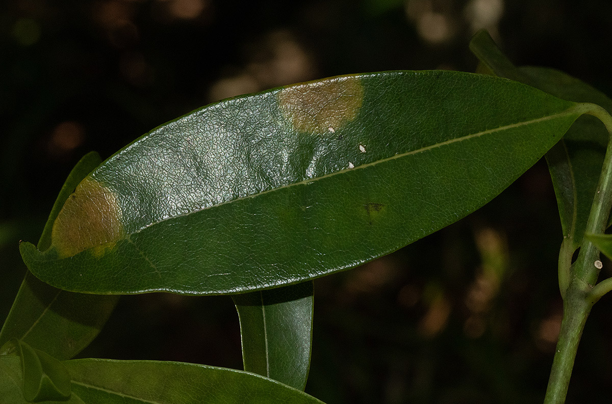 Craterispermum schweinfurthii Craterispermum schweinfurthii