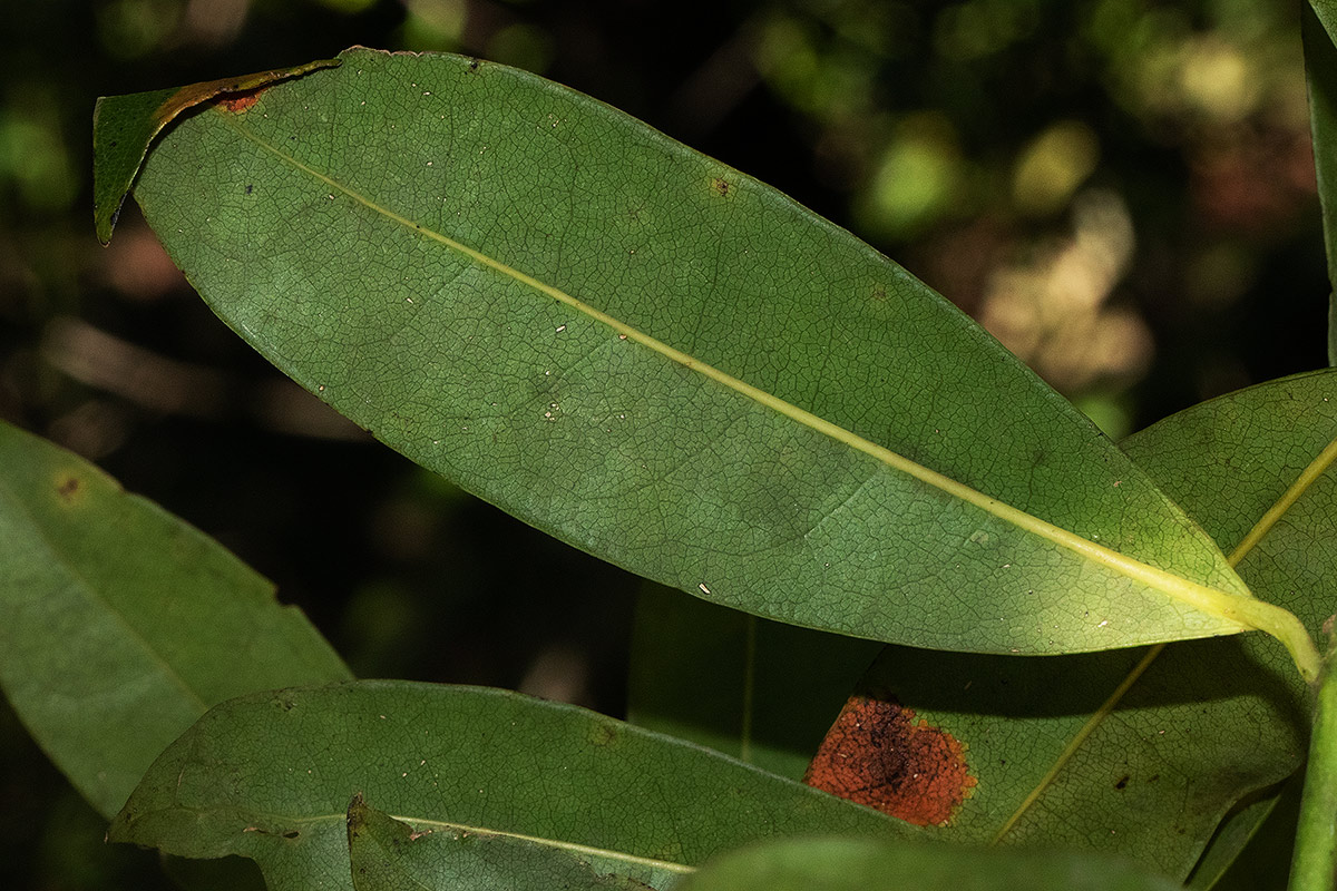 Craterispermum schweinfurthii Craterispermum schweinfurthii