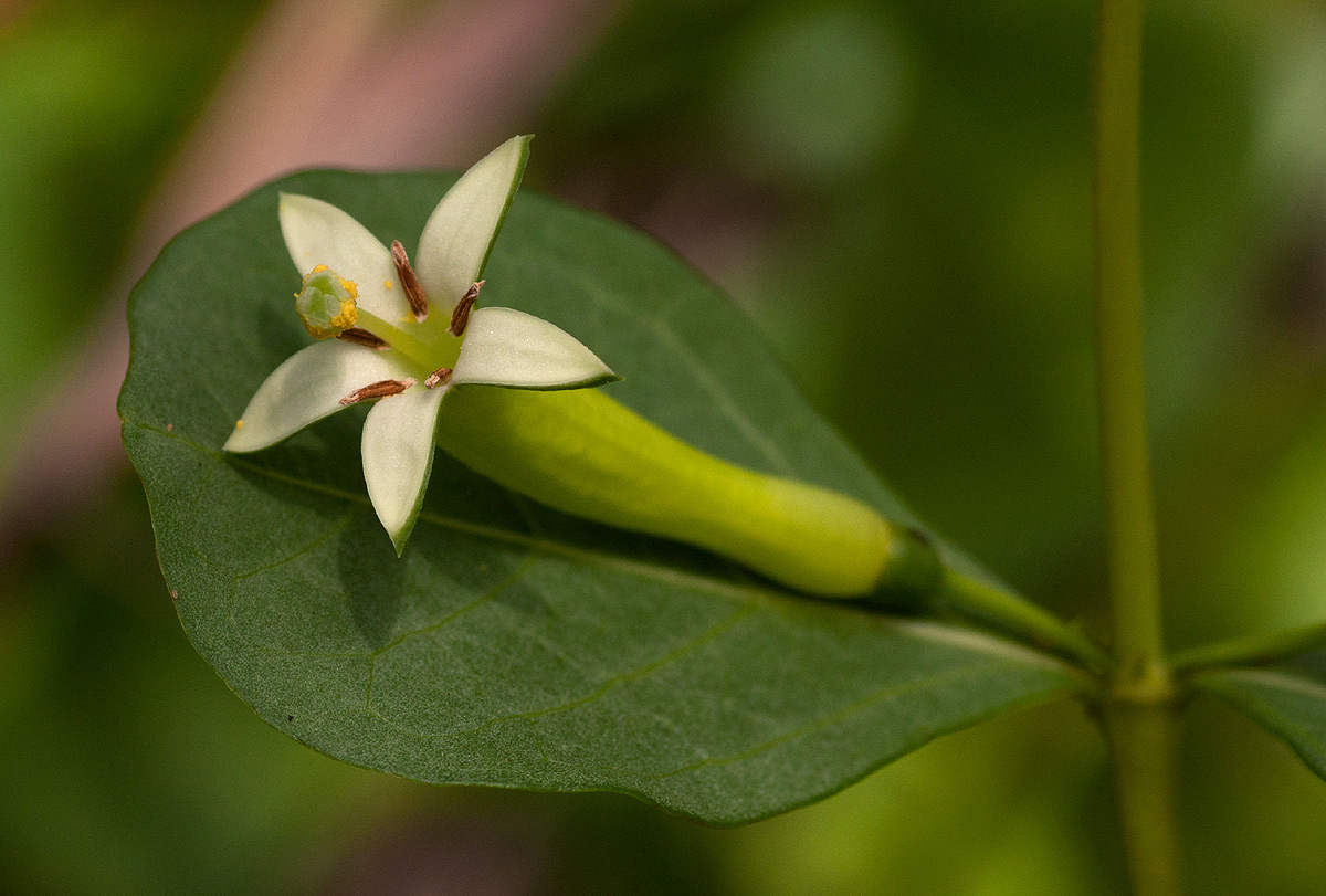 Fadogia ancylantha Fadogia ancylantha