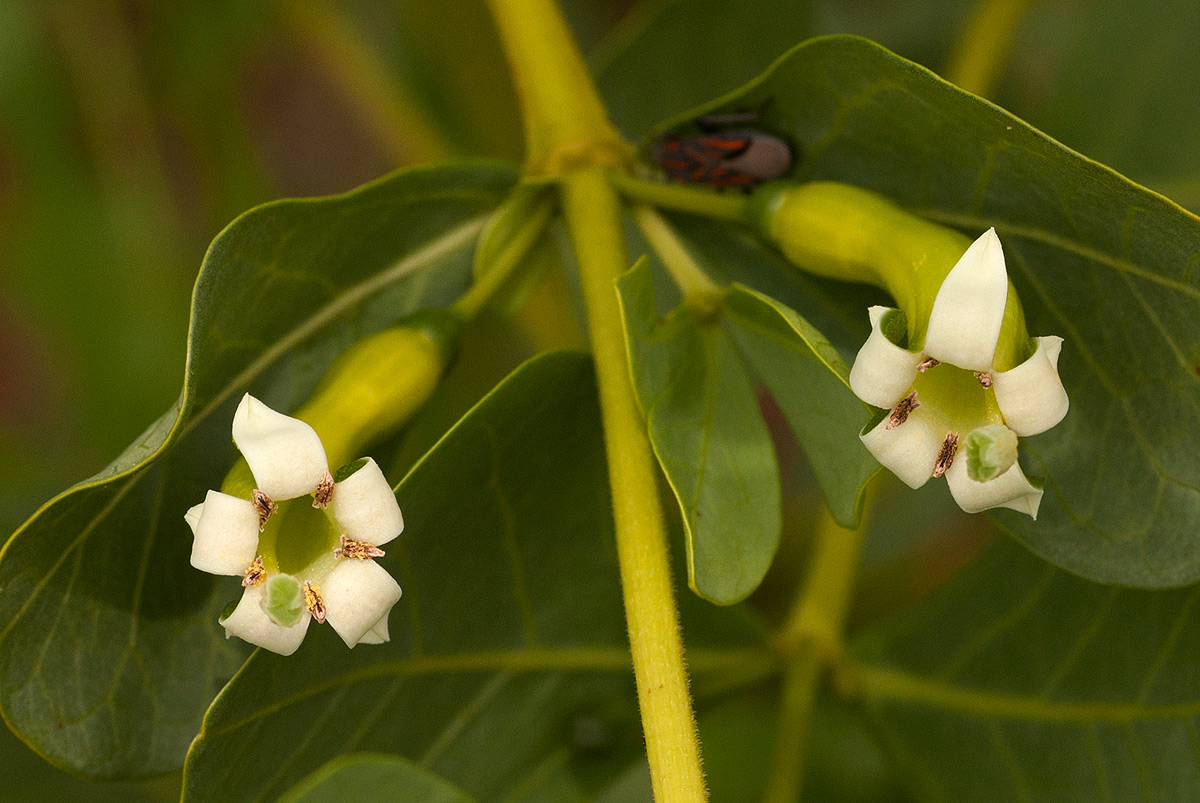 Fadogia ancylantha Fadogia ancylantha