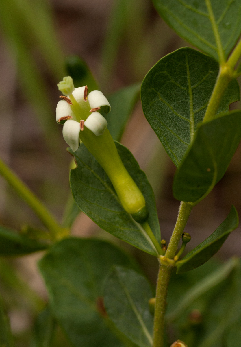 Fadogia ancylantha Fadogia ancylantha