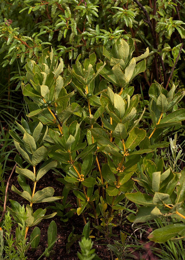 Fadogia tetraquetra var. tetraquetra Fadogia tetraquetra var. tetraquetra