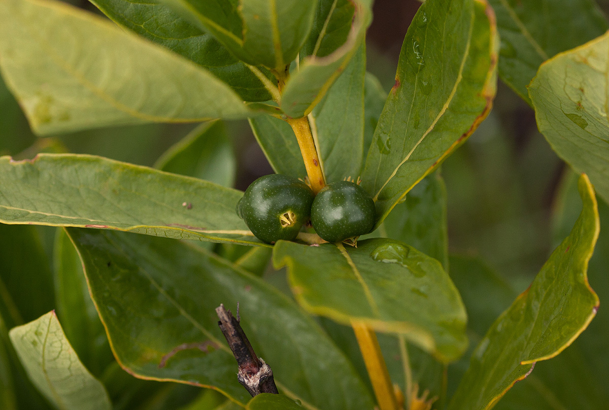 Fadogia tetraquetra var. tetraquetra Fadogia tetraquetra var. tetraquetra