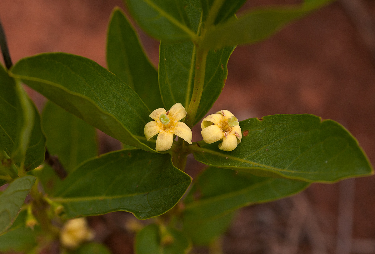 Fadogia tetraquetra var. tetraquetra Fadogia tetraquetra var. tetraquetra