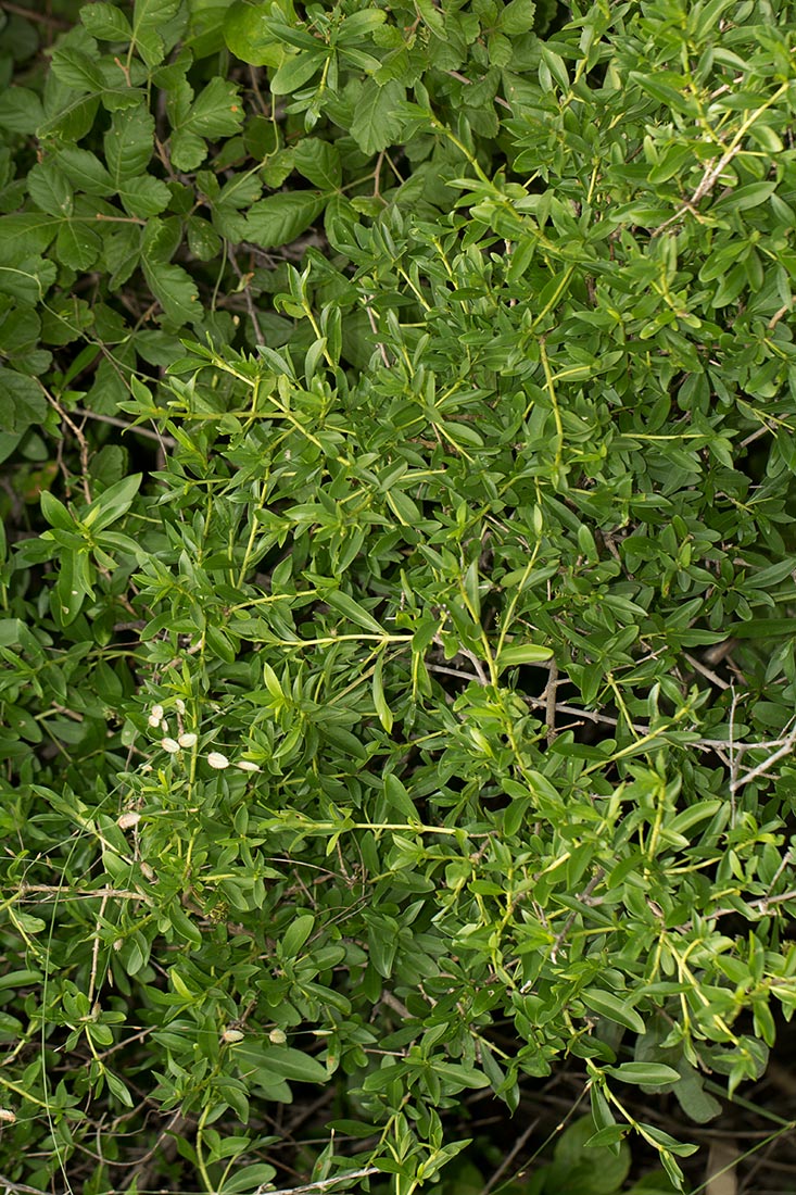 Pavetta lasiopeplus Pavetta lasiopeplus