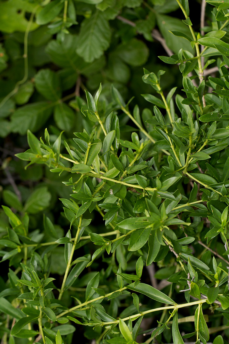 Pavetta lasiopeplus Pavetta lasiopeplus