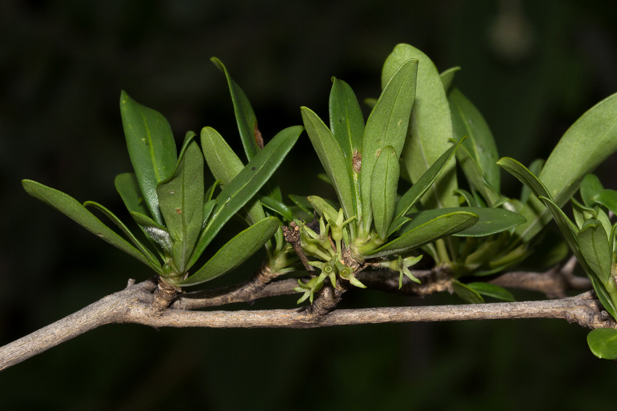 Pavetta lasiopeplus Pavetta lasiopeplus