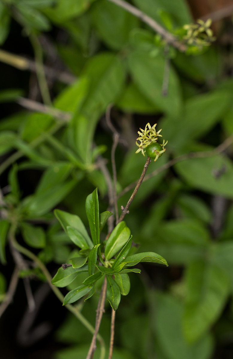 Pavetta lasiopeplus Pavetta lasiopeplus
